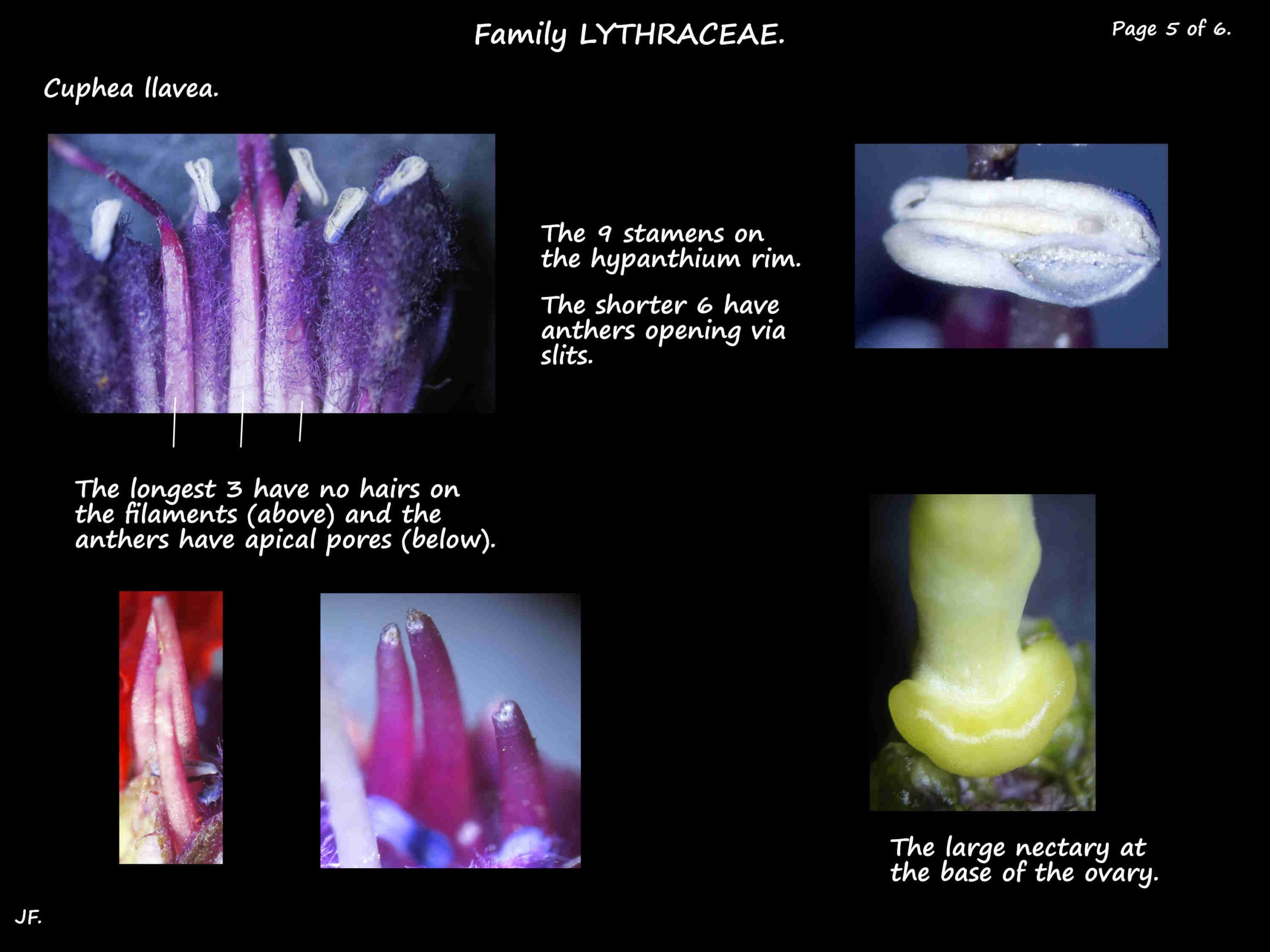 5 Cuphea llavea anthers & nectary